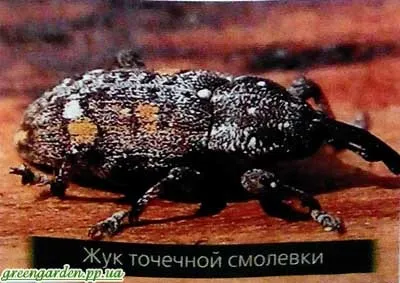Шкідники сосни, зелений сад (боротьби обробка препаратами) Шкідники сосни, зелений сад