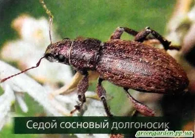 Шкідники сосни, зелений сад (сосновий хермес) Шкідники сосни, зелений сад