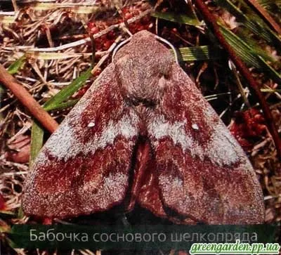 Шкідники сосни, зелений сад (сосни) Шкідники сосни, зелений сад