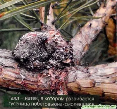 Шкідники сосни, зелений сад (Заходи боротьби обробка) Шкідники сосни, зелений сад