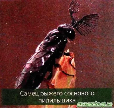 Шкідники сосни, зелений сад (боротьби обробка препаратами) Шкідники сосни, зелений сад
