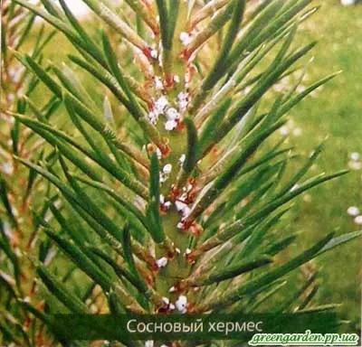 Шкідники сосни, зелений сад (тля) Шкідники сосни, зелений сад