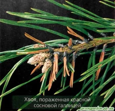 Шкідники сосни, зелений сад (тля) Шкідники сосни, зелений сад