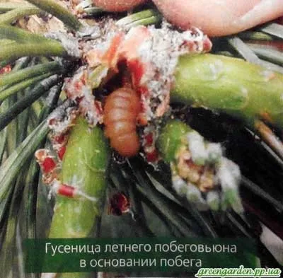 Шкідники сосни, зелений сад (щитівка соснова) Шкідники сосни, зелений сад