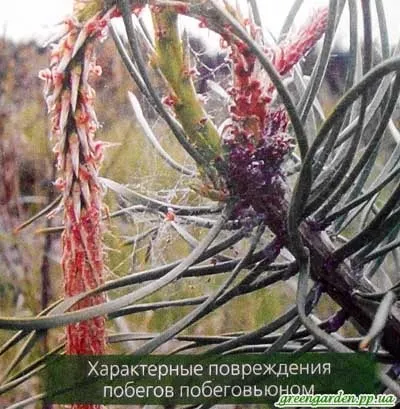 Шкідники сосни, зелений сад (шкідники) Шкідники сосни, зелений сад