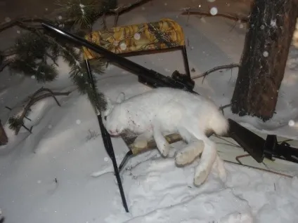 Все про нічне полювання на зайця (як знайти зайця) Все про нічне полювання на зайця