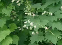Wild yam допомагає справлятися з щомісячними жіночими проблемами (wild) Wild yam допомагає справлятися з щомісячними жіночими проблемами