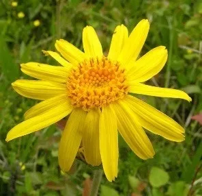 Вульвит у дівчаток і жінок лікування народними засобами (засобами) Вульвит у дівчаток і жінок лікування народними засобами