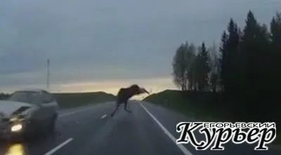 Зустріч з лісовими тваринами - удача чи небезпека Єгор'євський кур'єр (Частково через те) Зустріч з лісовими тваринами - удача чи небезпека Єгор'євський кур'єр