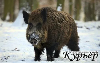 Зустріч з лісовими тваринами - удача чи небезпека Єгор'євський кур'єр (Частково через те) Зустріч з лісовими тваринами - удача чи небезпека Єгор'євський кур'єр