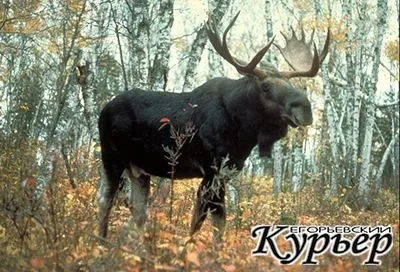 Зустріч з лісовими тваринами - удача чи небезпека Єгор'євський кур'єр (егорьевск Єгор'євський кур'єр газета реклама егорьевск оголошення робота нерухомість друку візитки) Зустріч з лісовими тваринами - удача чи небезпека Єгор'євський кур'єр