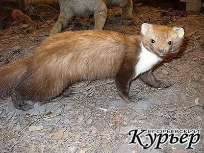 Зустріч з лісовими тваринами - удача чи небезпека Єгор'євський кур'єр (егорьевск Єгор'євський кур'єр газета реклама егорьевск оголошення робота нерухомість друку візитки) Зустріч з лісовими тваринами - удача чи небезпека Єгор'євський кур'єр