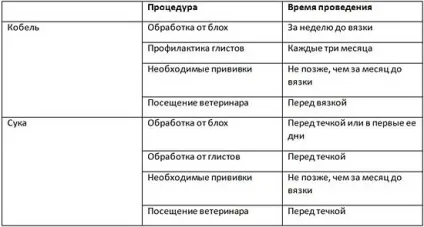 В'язка мопсів, тічка у мопсів, розведення мопсів (фото і відео) (тічка) В'язка мопсів, тічка у мопсів, розведення мопсів (фото і відео)