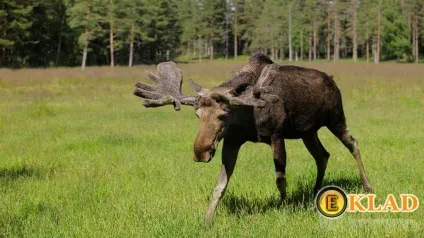 Зустріч з дикими тваринами, шукання скарбів від а до я (ліс) Зустріч з дикими тваринами, шукання скарбів від а до я