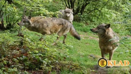 Зустріч з дикими тваринами, шукання скарбів від а до я (кабан) Зустріч з дикими тваринами, шукання скарбів від а до я