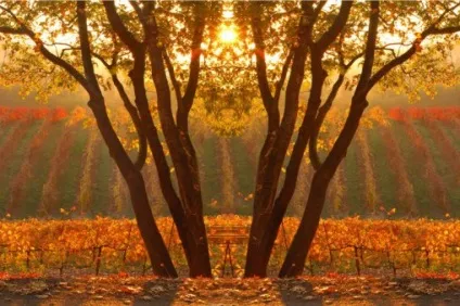 Why why wine - навчання - початківцю - сонце і стилі вина (вина) Why why wine - навчання - початківцю - сонце і стилі вина