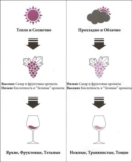 Why why wine - навчання - початківцю - сонце і стилі вина (сонце) Why why wine - навчання - початківцю - сонце і стилі вина
