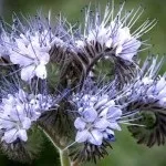 Хікама, пахірізус різьблений (pachyrhizus erosus) (хікама з насіння вирощування) Хікама, пахірізус різьблений (pachyrhizus erosus)