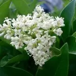 Хікама, пахірізус різьблений (pachyrhizus erosus) (різьблений) Хікама, пахірізус різьблений (pachyrhizus erosus)