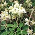 Хікама, пахірізус різьблений (pachyrhizus erosus) (пахірізус вирощування в саду) Хікама, пахірізус різьблений (pachyrhizus erosus)
