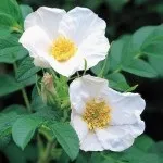 Хікама, пахірізус різьблений (pachyrhizus erosus) (physalis pubescens) Хікама, пахірізус різьблений (pachyrhizus erosus)