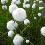 Хікама, пахірізус різьблений (pachyrhizus erosus) (пахірізус в ландшафтному дизайні) Хікама, пахірізус різьблений (pachyrhizus erosus)