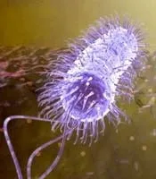 Хелікобактер пілорі (helicobacter pylori) (функціональна гастроентерологія) Хелікобактер пілорі (helicobacter pylori)