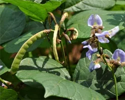 Хікама, пахірізус різьблений (pachyrhizus erosus) (пахірізус в кашпо) Хікама, пахірізус різьблений (pachyrhizus erosus)