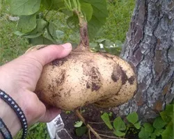 Хікама, пахірізус різьблений (pachyrhizus erosus) (пахірізус родзинковий) Хікама, пахірізус різьблений (pachyrhizus erosus)