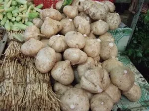 Хікама, пахірізус різьблений (pachyrhizus erosus) (хікама посів) Хікама, пахірізус різьблений (pachyrhizus erosus)
