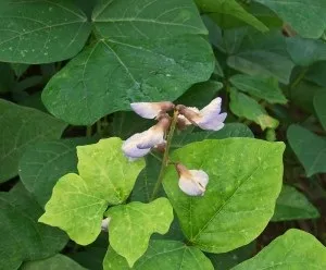 Хікама, пахірізус різьблений (pachyrhizus erosus) (ямс на терасі) Хікама, пахірізус різьблений (pachyrhizus erosus)