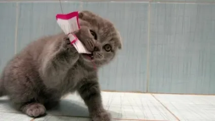 Характер британських кошенят