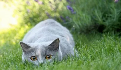 Характер британських кошенят