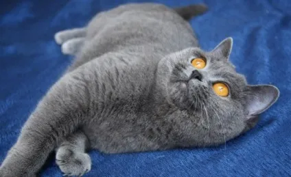 Характер британських кошенят