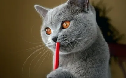 Характер британських кошенят