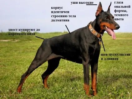Характеристика породи доберман (доберман) Характеристика породи доберман