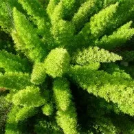 Отруйні для кішок і собак кімнатні рослини (спаржа Asparagus densiflorus) Отруйні для кішок і собак кімнатні рослини