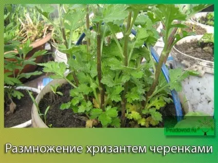 Хризантеми розмноження живцями з букета трохи про відхід (розмноження) Хризантеми розмноження живцями з букета трохи про відхід