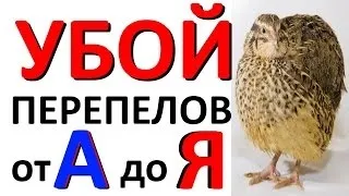 Забій перепілок та їх оброблення опис, відео (приплив) Забій перепілок та їх оброблення опис, відео