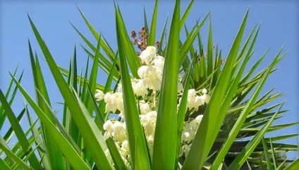 Юкка догляд в домашніх умовах, посадка і розмноження, як обрізати і удобрювати (фото видів квітки) (юка догляд в домашніх умовах фото) Юкка догляд в домашніх умовах, посадка і розмноження, як обрізати і удобрювати (фото видів квітки)