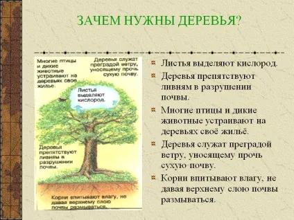 Навіщо потрібні дерева - презентація 79997-10 ( «Природні зониУкаіни Зона) Навіщо потрібні дерева - презентація 79997-10