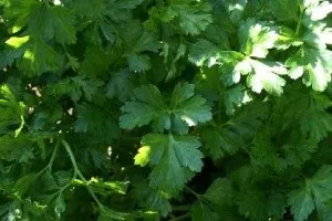 заготівля петрушки