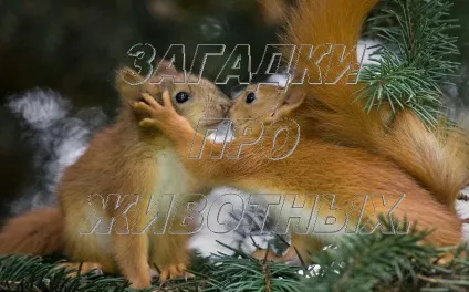 Загадки про тварин 1