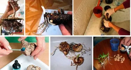 Зантедескія догляд в домашніх умовах, фото, полив, розмноження (домашніх) Зантедескія догляд в домашніх умовах, фото, полив, розмноження