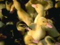 Чому птахи летять на північ (південь) чому птахи летять на північ південь чому птахи відлітають на південь або північ (летять північ чому) Чому птахи летять на північ (південь) чому птахи летять на північ південь чому птахи відлітають на південь або північ