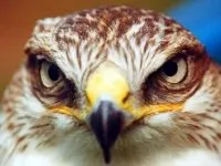 Чому птахи летять на північ (південь) чому птахи летять на північ південь чому птахи відлітають на південь або північ (летять) Чому птахи летять на північ (південь) чому птахи летять на північ південь чому птахи відлітають на південь або північ