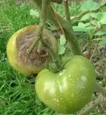 Чому помідори на кущах гниють (кущах) Чому помідори на кущах гниють