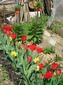 Чому не цвіте рябчик імператорський, sovetyli (імператорський) Чому не цвіте рябчик імператорський, sovetyli