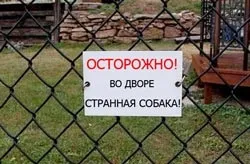 Чому собака поводиться дивно і як на це реагувати (веде) Чому собака поводиться дивно і як на це реагувати