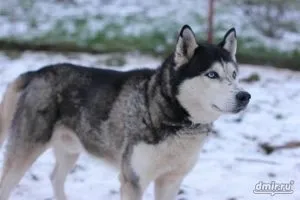 Чому щеня смердить, мій щеня